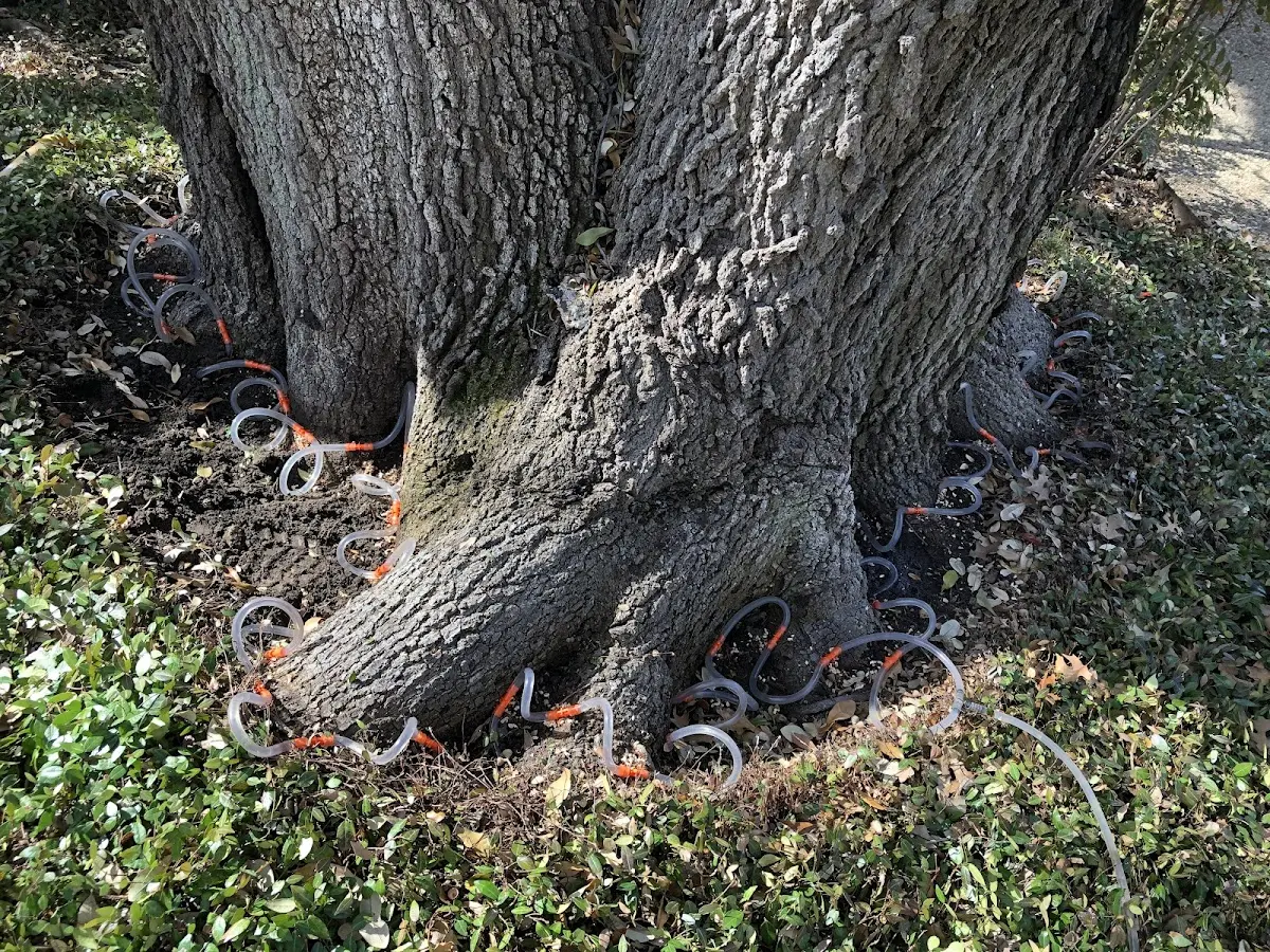 Detailed Shrub and Hedge Trimming job site in Knox