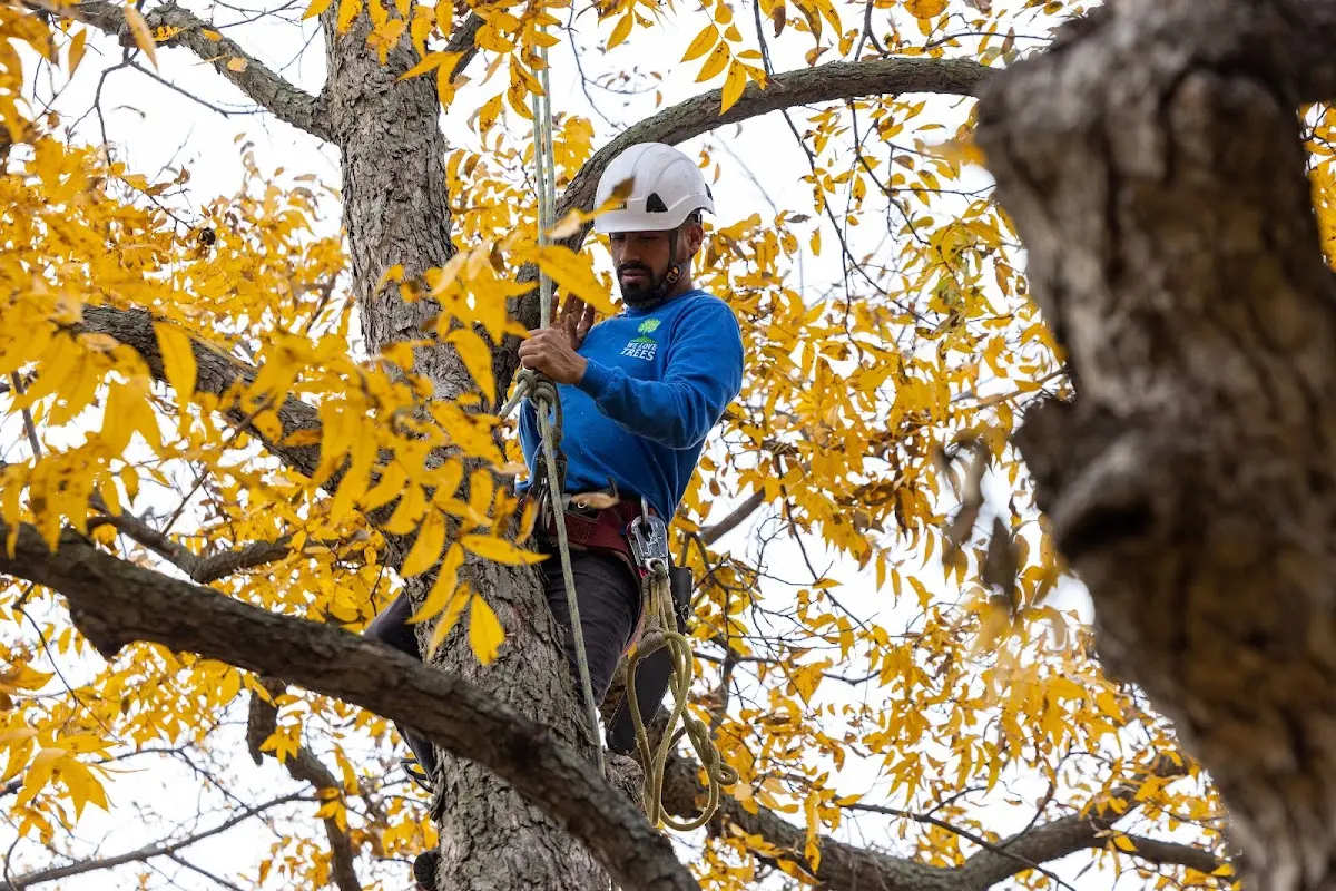 Skilled Tree Planing crew working in Knox